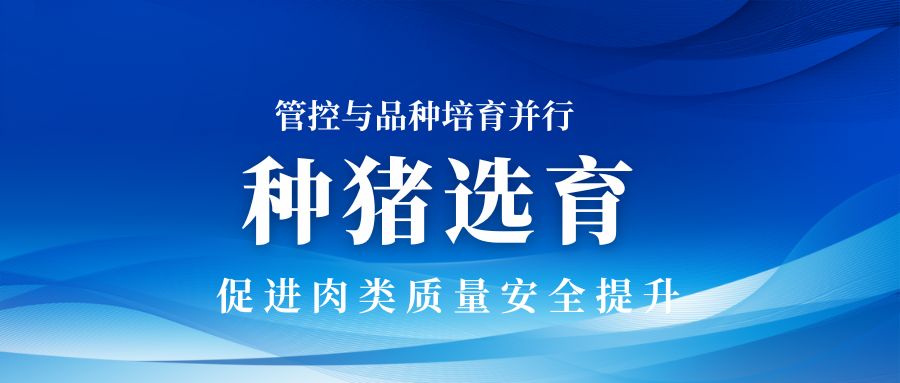 管控與品種培育并行：種豬選育推動肉類質量安全的進步